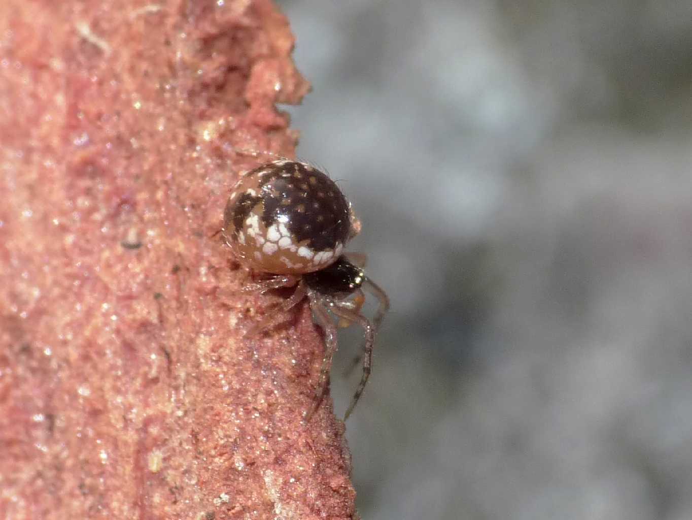 Giovane Sardinidion blackwalli - Torrimpietra (RM)